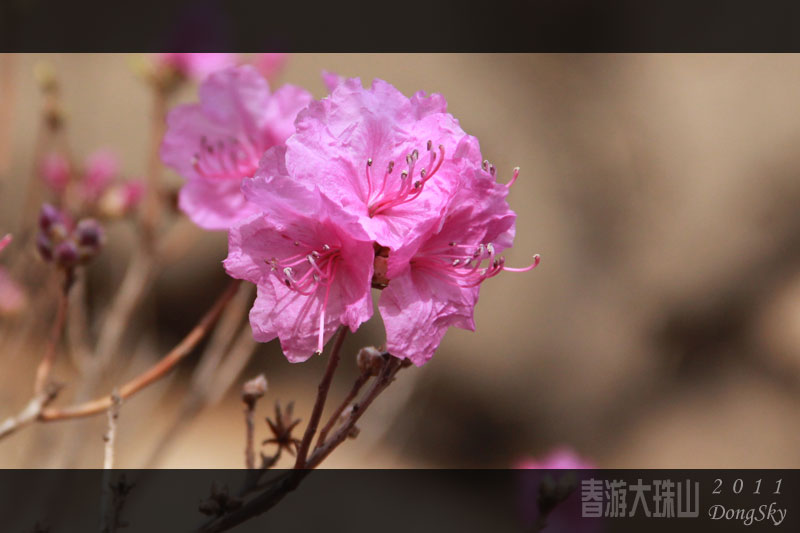 追梦阳光